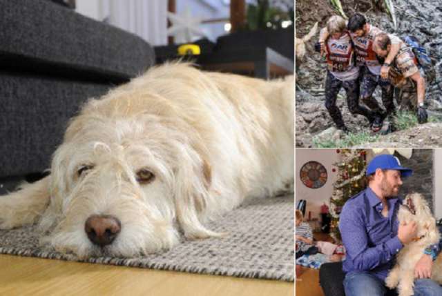 Un chien errant fait fondre le cœur des sportifs lors d`un challenge dans la jungle